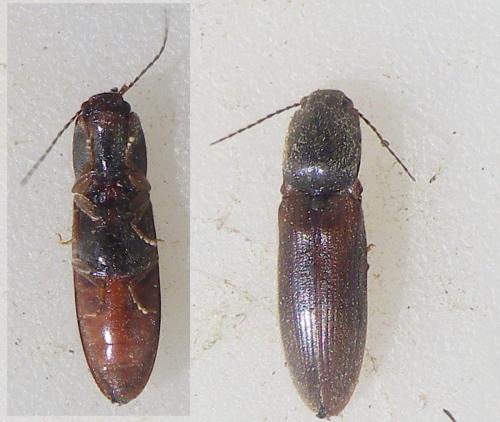Réf. 230 963 : Athous haemorrhoidalis